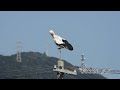 鳴門コウノトリ 2026/10/22 撮影 成長記録 徳島県鳴門市