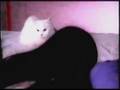 jam girls band LAZYNESS INDEX