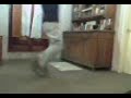 Pablo bailando malambo 1