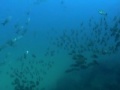 agua rica scuba