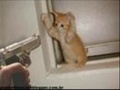 Animais Em Momentos Criticos 11