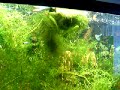 Fish Tank with Platies, Guppies, and Plecostomuses