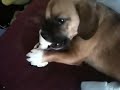 Brewer chewing on bone