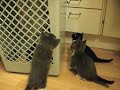 Kittens
