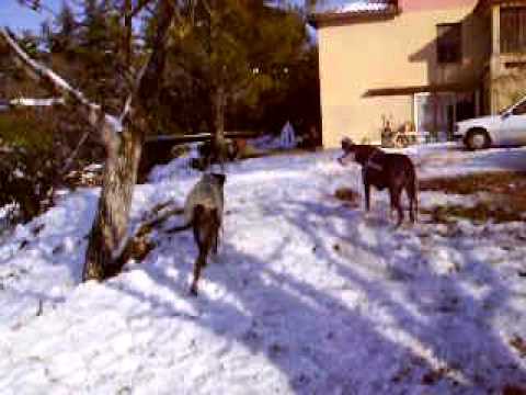 dogue allemand
