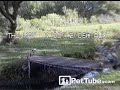 Dog Climbs Up Tree