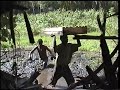 Where the Wild Greys Are - Grey Parrot Conservation, Part 3