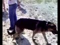 Berivoi