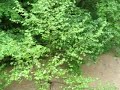 Hinkson Creek Flood 5-10-07 (2)