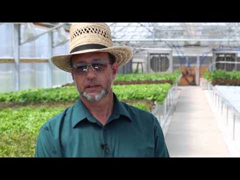 how to fertilize lettuce organically