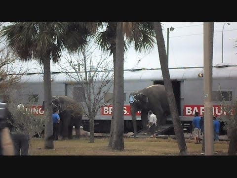 how to train elephants