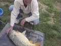 Crap Peris 11,500 kg