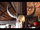 Water Buffalo Horns
