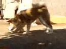 Akihito play with a ball  (Akita inu)