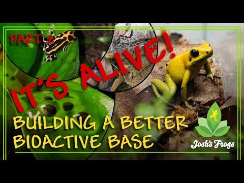 YouTube reptile video