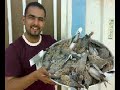 صيد الوحوش