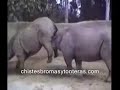 Chascarros y videos chistosos de animales