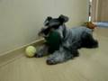 Otto