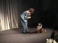 Sheltie-Performs-Bli