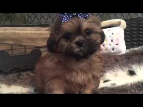 A real heart warmer, sable shih tzu puppy