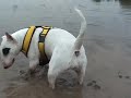 Bull Terrier It\