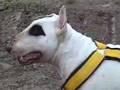Bull Terrier Inglés video