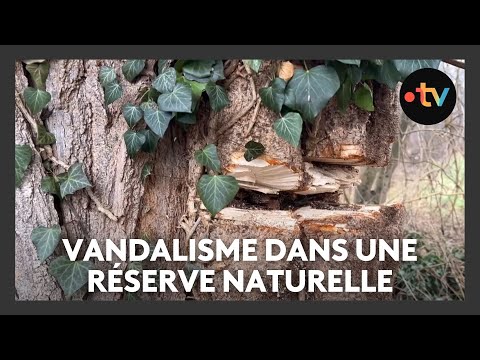 Image de prévisualisation YouTube