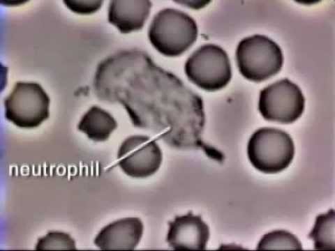 how to isolate neutrophils from human blood