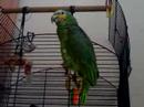 jago-sing-iwanna-rock.html