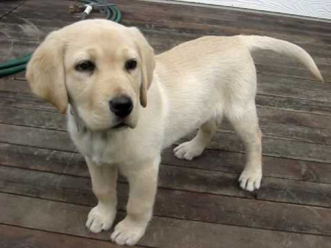 Shelby – Yellow Lab puppy 2