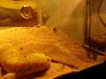 Tremper Albino Leopard Gecko \