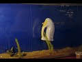 Click here to watch this video Toasty - טוסטי