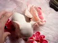tea cup yorkies micro pocket yorkies