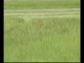 Kaziranga National Park - Tiger Attack