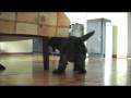 videos de bouvier des flandres