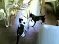 Ultimate fighting...sort of