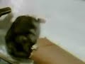 My half paralyzed hamster