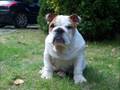 2ª Quedada Nacional mi-bulldog.es