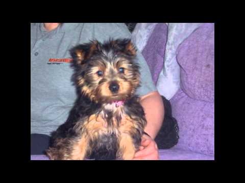 LITTLE ANNIE FANNIE