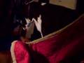 Basenji video