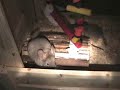 chinchilla 2