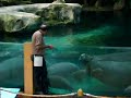 Splash Amphitheatre show at Singapore Zoo