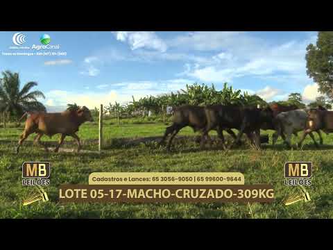 540� LEIL�O VIRTUAL MB LEIL�ES