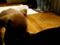 LoLa... My pitbull