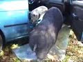 Pigs In Car