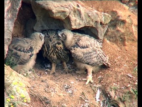 Image de prévisualisation YouTube