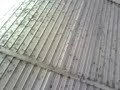 Borboletas atacam po�os
