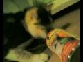 Gatto svaligia frigorifero a Sambuceto