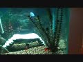My brackish fish tank puffer mono scat