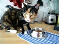 Die Katz und der Gammelfleisch Skandal